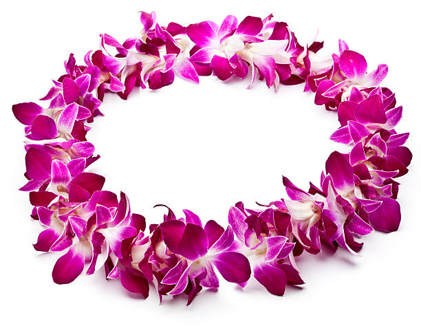 lei hecho de púrpura orquídeas en fondo blanco - hawaiian orchid fotografías e imágenes de stock