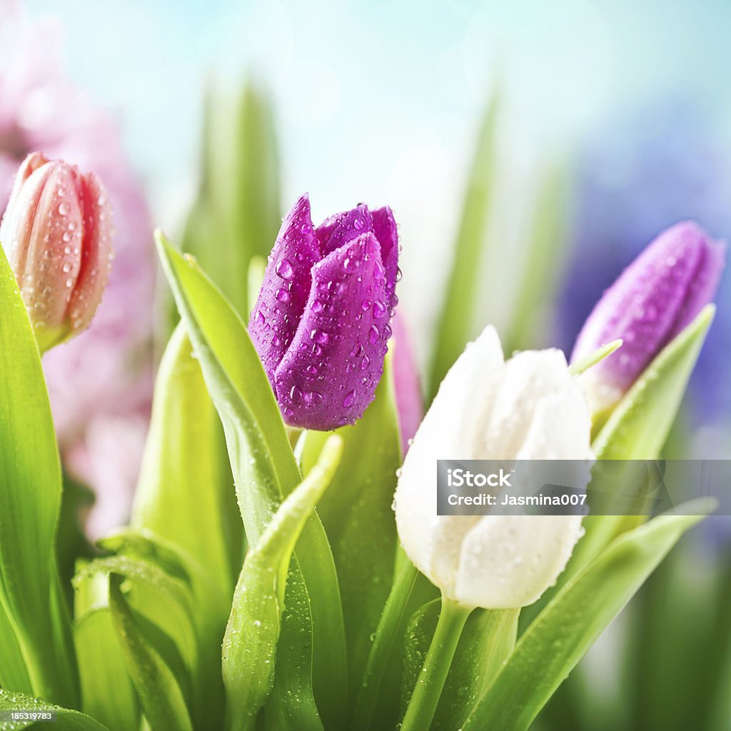 Bunte Tulpen mit Wasser Tropfen - Lizenzfrei Regen Stock-Foto