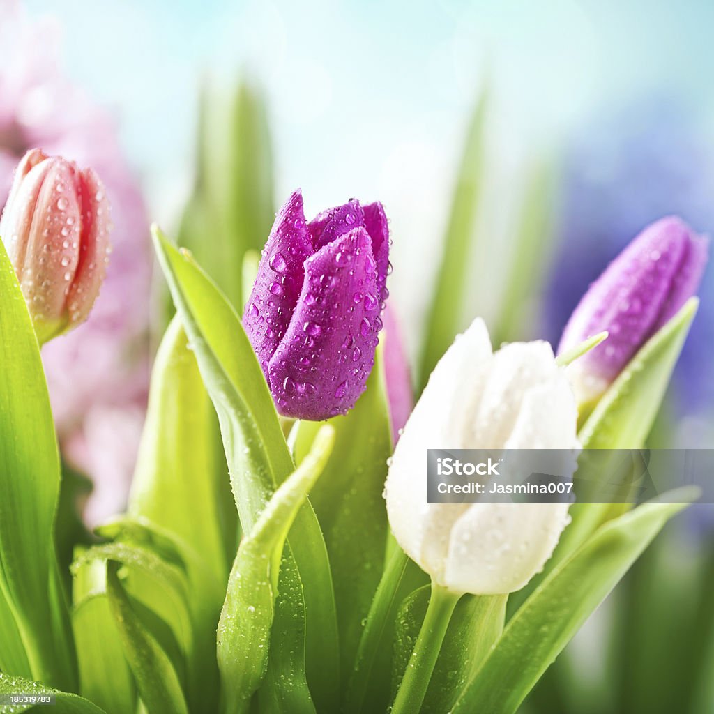 Kolorowe Tulipany z wody spadnie - Zbiór zdjęć royalty-free (Deszcz)