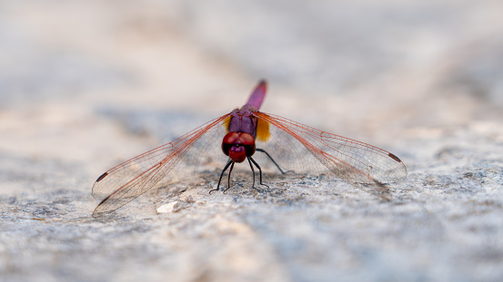 Salalah,oman- Novemebr 11,2023: The red dragonfly, Sympetrum sanguineum in salalah, oman.