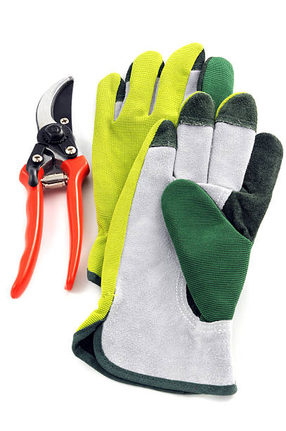 istock Gardening shears and Gloves 185319848