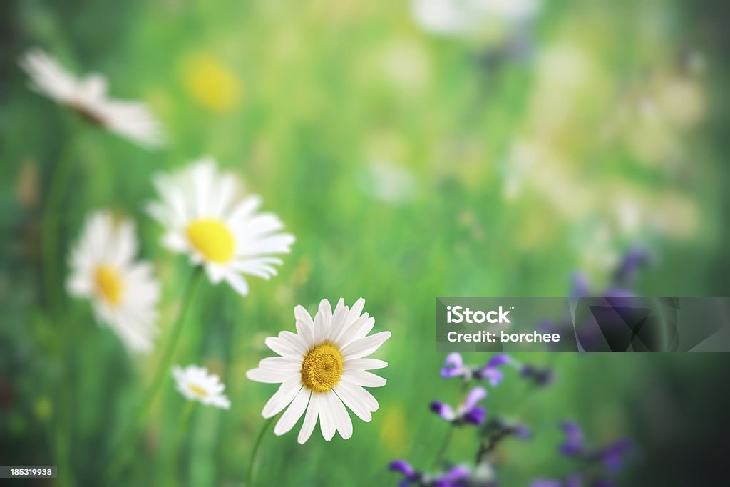 Primavera Meadow - Foto stock royalty-free di Ambientazione esterna