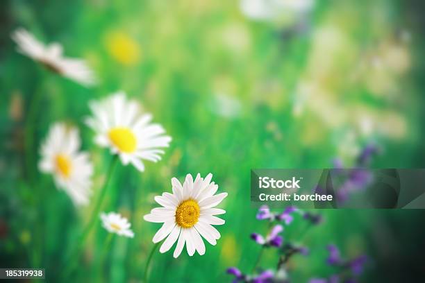 Primavera Meadow - Fotografie stock e altre immagini di Ambientazione esterna - Ambientazione esterna, Ambientazione tranquilla, Ambiente