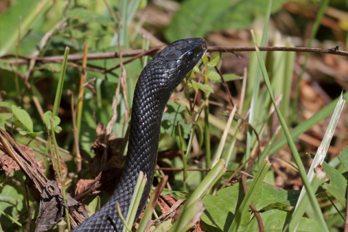 Close-up view of the head of a black water snake crawling toward a pond.