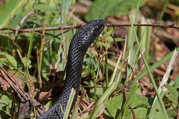 preto-de-água - water snake imagens e fotografias de stock