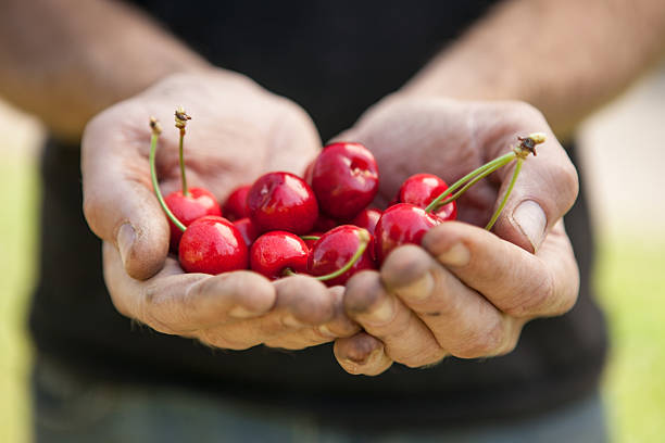 istock Double Handful Ripe Freshly Picked Organic Red Cherries 185320453