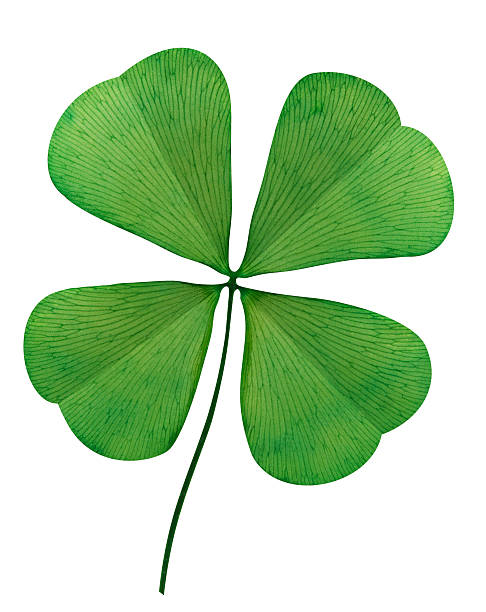 símbolo do trevo de quatro folhas no fundo branco - st patricks day clover four leaf clover irish culture - fotografias e filmes do acervo