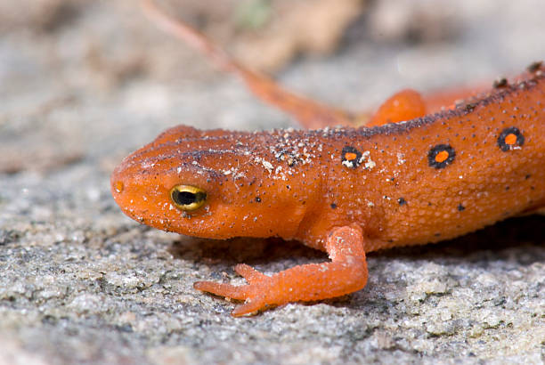 An Eastern Newt in its juvenile terrestrial stage of life before re-entering the water.