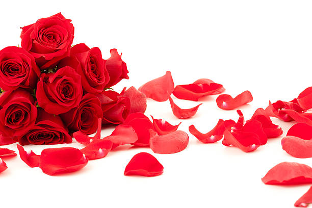 Red Roses bunch and petals laying down on a white background.