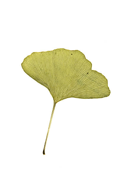 Close up of some leaves from a Ginko tree. Short DOF.