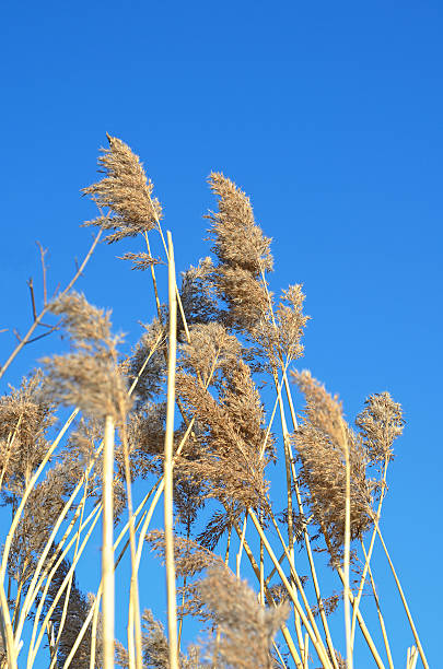 la parte superior de la lámina de la hierba contra el cielo azul - carrizo común fotografías e imágenes de stock