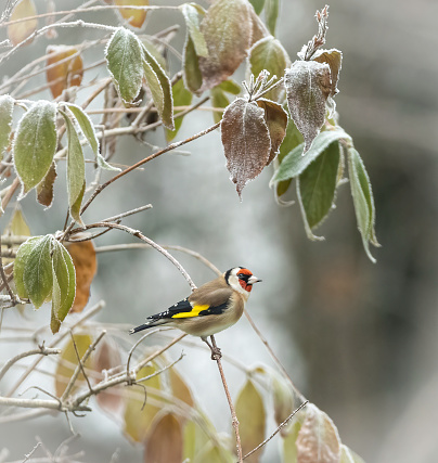 Robin shivering in the snow, perched on a small branch