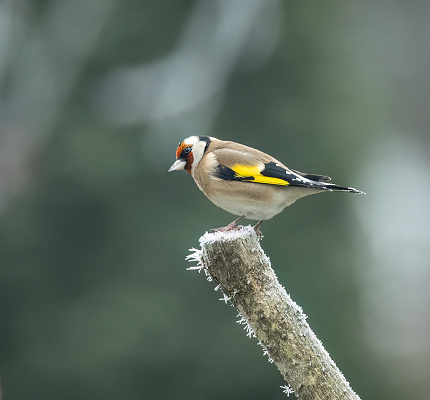The plumage of male and female goldfinches is almost identical, which means that the sexes are hard to tell apart.