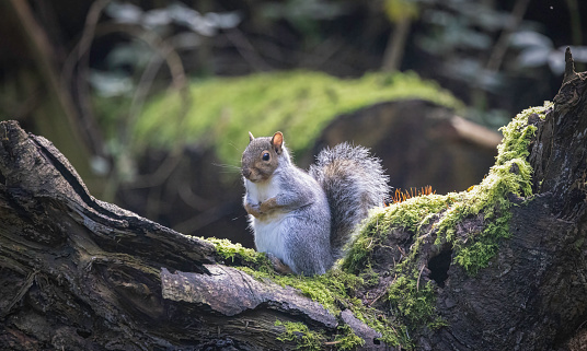 Grey Squirrel eating acorns in an oak tree in the new forest