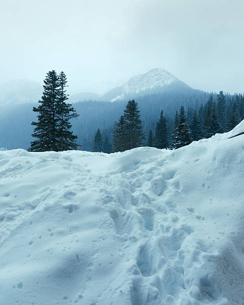 lake louise banff winter scene "lake louise in banff national park, alberta -canadawinter scene, very cold temperatures." ca04 stock pictures, royalty-free photos & images