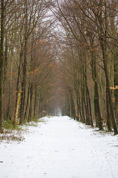 istock Woodland snowy path 185323101