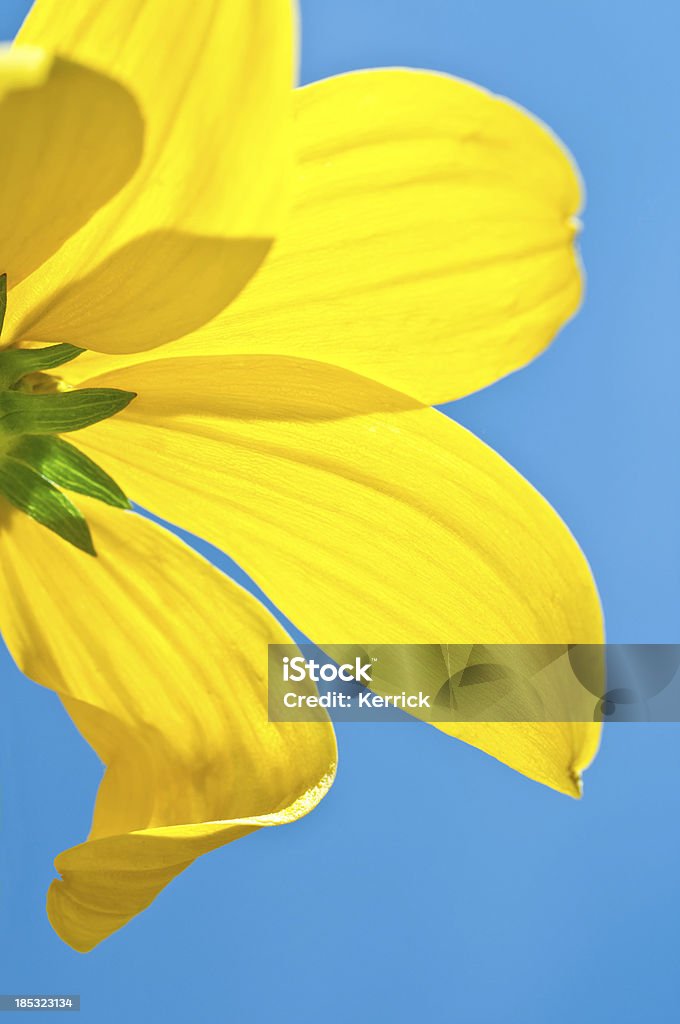 Sonnenhut-Pflanzengattung vor blauem Himmel - Lizenzfrei Alternative Medizin Stock-Foto