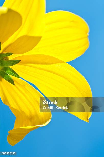Sonnenhutpflanzengattung Vor Blauem Himmel Stockfoto und mehr Bilder von Alternative Medizin - Alternative Medizin, August, Baumblüte