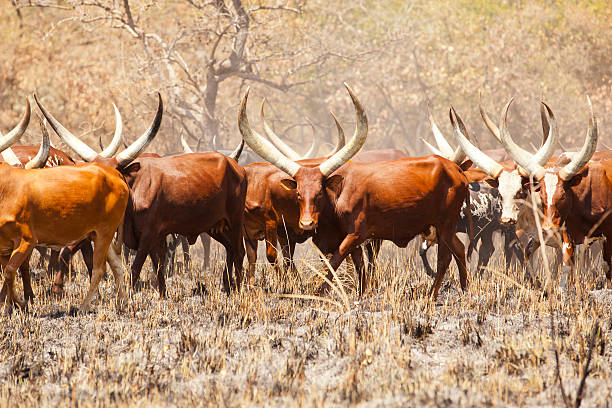 istock African Long-Horned Ankole Cattles at Rhino Sanctuary Area 185323221