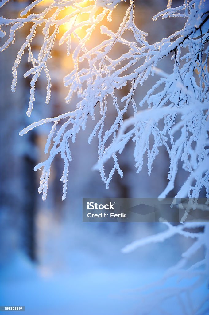 눈, 서리 덮힘 나뭇가지 - 로열티 프리 겨울 스톡 사진