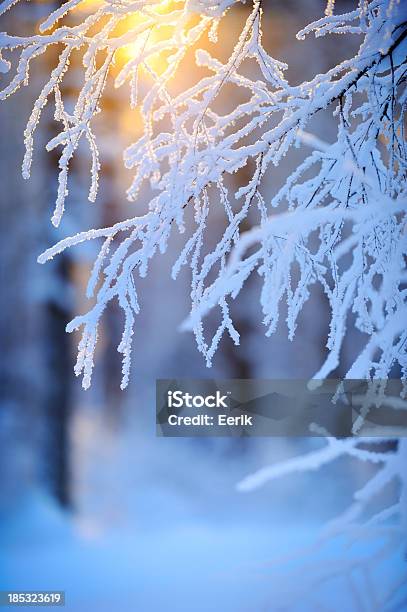 Árvore Coberta De Neve E Gelo Ramos - Fotografias de stock e mais imagens de Finlândia - Finlândia, Inverno, Bétula