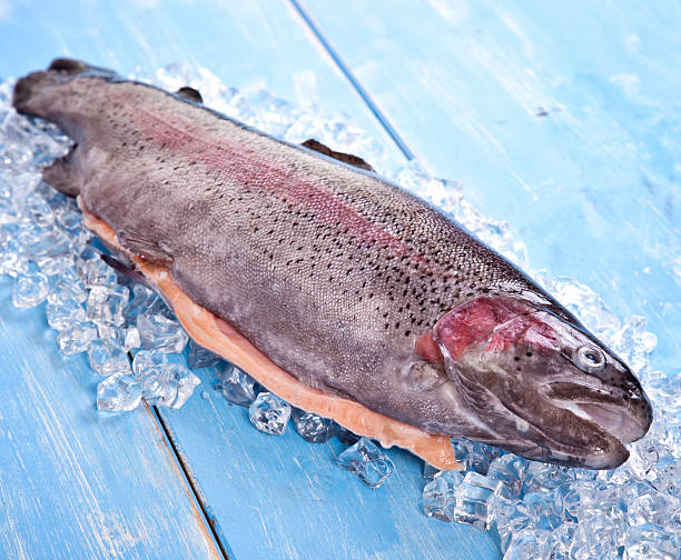 лосось - freshness seafood crushed ice salmon стоковые фото и изображения