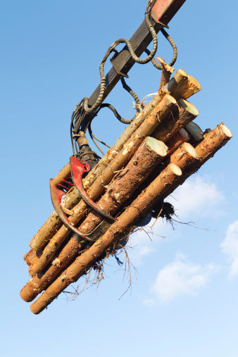Hydraulic arm from a log loading vehicle moving cut logs against a blue sky.