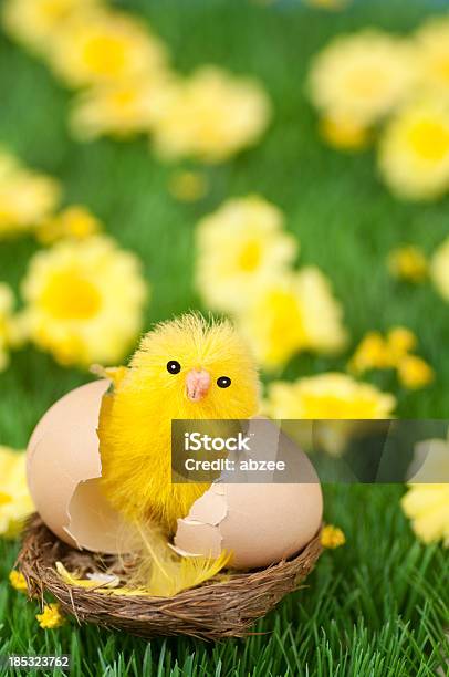 Easter Chick Stock Photo - Download Image Now - Animal, Animal Egg, Animal Nest