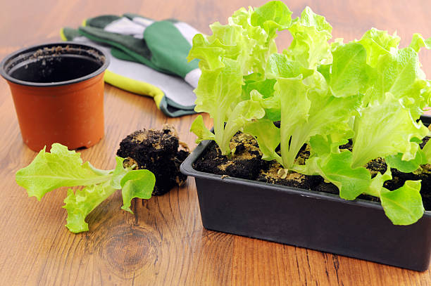 plantando planta nova de alface lollo bionda do salat - lollo bionda lettuce imagens e fotografias de stock