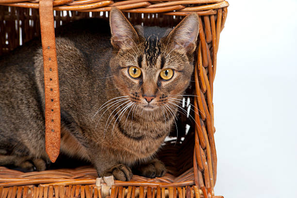 istock Young part-Abyssininan male cat 185324086