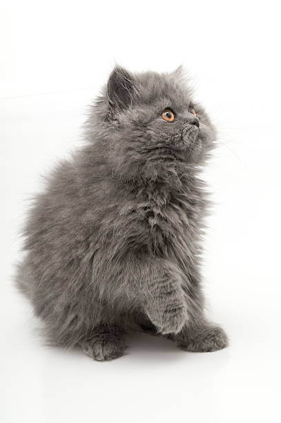 istock English Sorthair 185324122