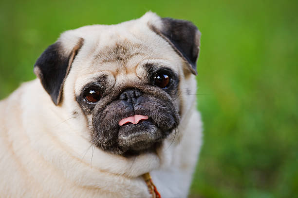 istock Little fat pug in summer park 185324154