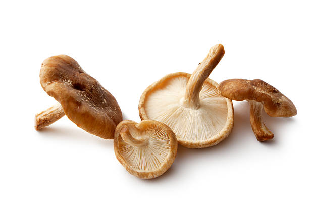 Mushrooms: Shiitake Mushrooms Isolated on White Background More Photos like this here... shiitake mushroom photos stock pictures, royalty-free photos & images