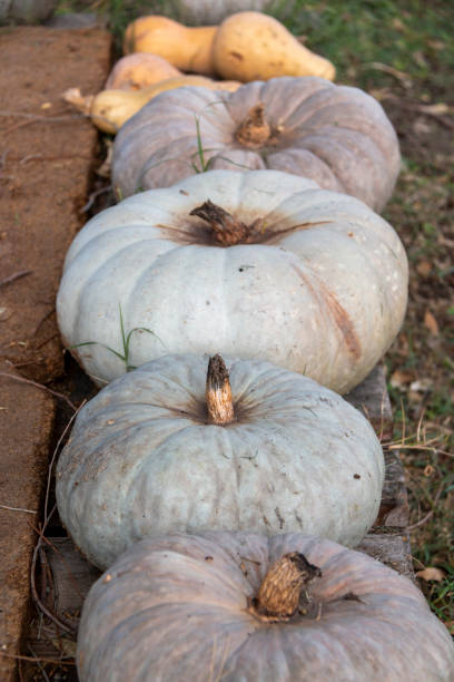 istock Row of organically grown pumpkins 1853244687