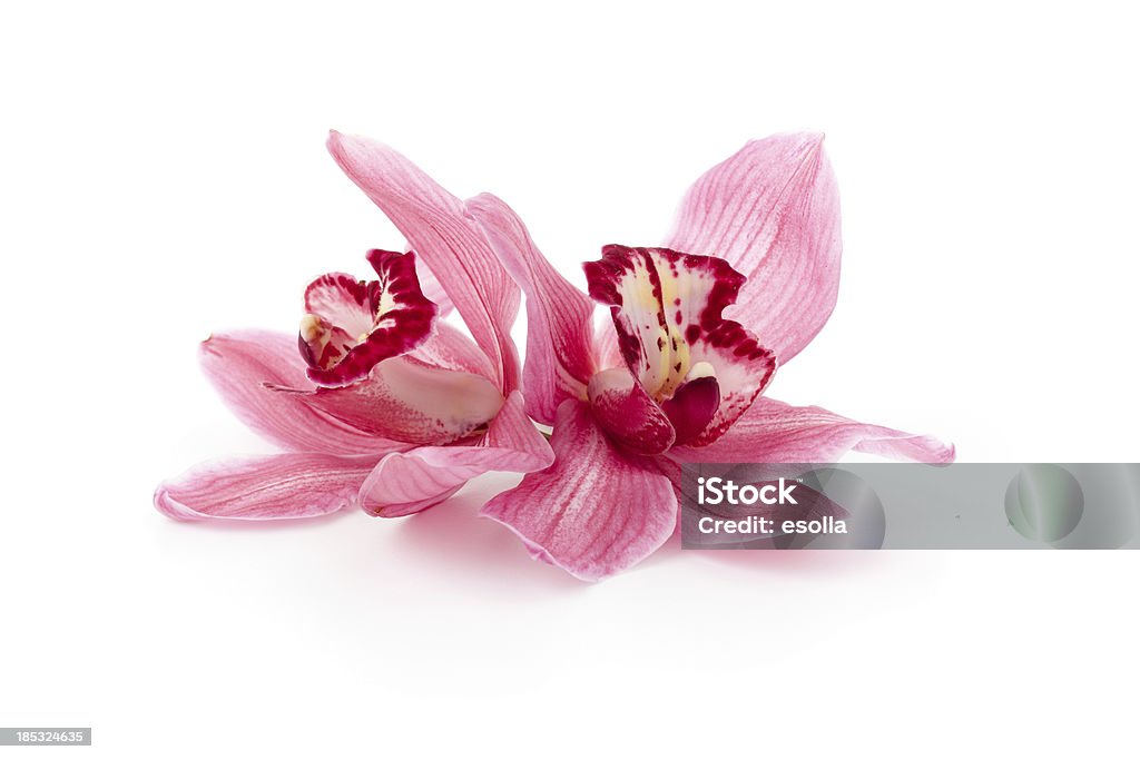 Pink Cymbidie Orchideen - Lizenzfrei Orchidee Stock-Foto