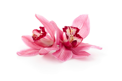 Pink Cymbidium Orchids laying down on white background. Isolated on white.