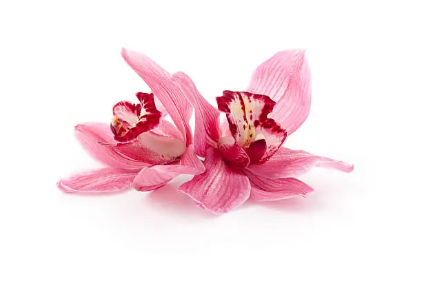 Photo of Pink Cymbidium Orchids