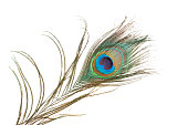 Peacock Feather On White Background