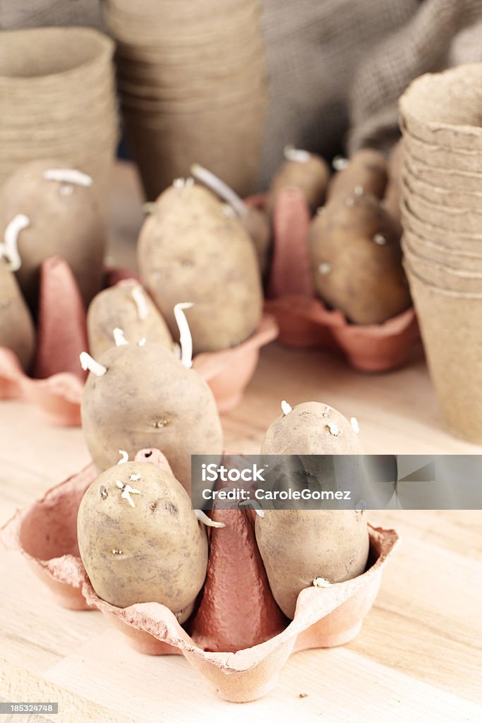 Chitting Seed Potatoes Chitting or sprouting seed potatoes, traditionally done by standing the seed potatoes in egg boxes. Chitting is the name for the process that encourages tubers to sprout before planting. These seed potatoes are Arran Pilot, a first early variety. Cultivated Stock Photo