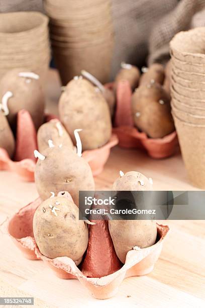 Chitting Seed Potatoes Stock Photo - Download Image Now - Cultivated, Egg Carton, Food and Drink