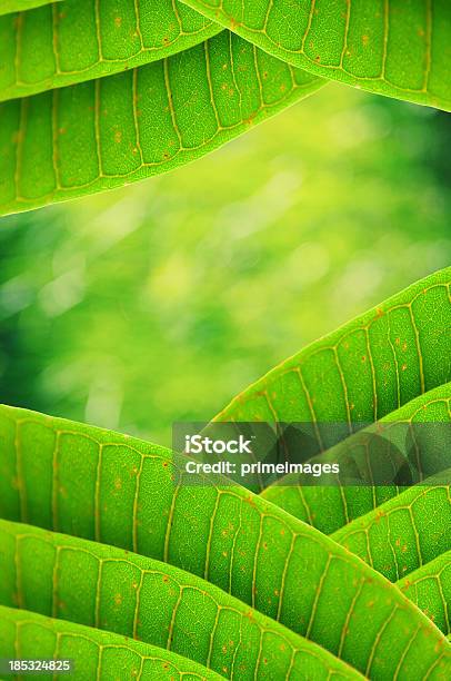 Foto de Textura De Folhas Verdes E Brilhantes e mais fotos de stock de Abstrato - Abstrato, Agricultura, Alto contraste
