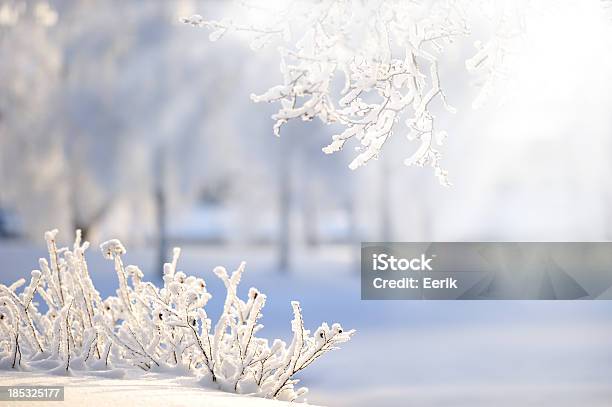 Rose Bushes Covered With Snow Stock Photo - Download Image Now - Winter, Snow, Landscape - Scenery