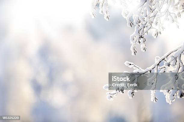 Photo libre de droit de Branche Dhiver Avec La Neige Couvertes banque d'images et plus d'images libres de droit de Hiver - Hiver, Neige, Fond