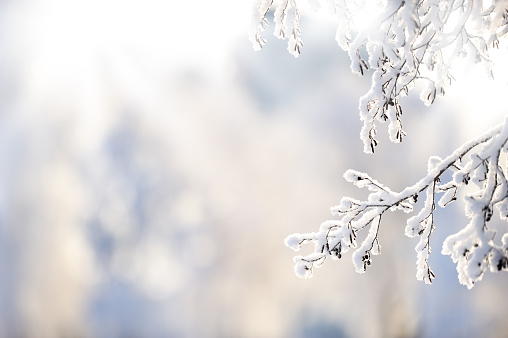 Bare bush branches covered by white fluffy snow in frosty winter day. Natural winter banner with selective focus. Winter or Christmas background.