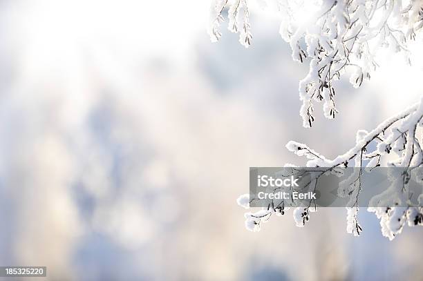 Winter Branch Covered With Snow Stock Photo - Download Image Now - Winter, Snow, Backgrounds