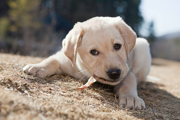 istock Yellow Labrador Retriever Puppy 185325688