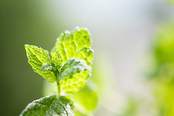 istock fresh mint leaves drops of water 185325829
