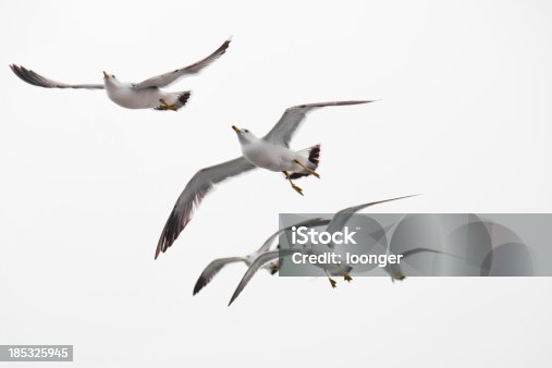 istock Seagull flying 185325945