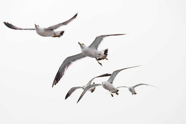 Seagull flying stock photo