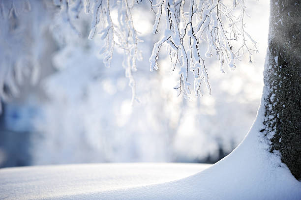 cubierto de nieve de ramas de árbol de abedul - frost winter tree cold fotografías e imágenes de stock